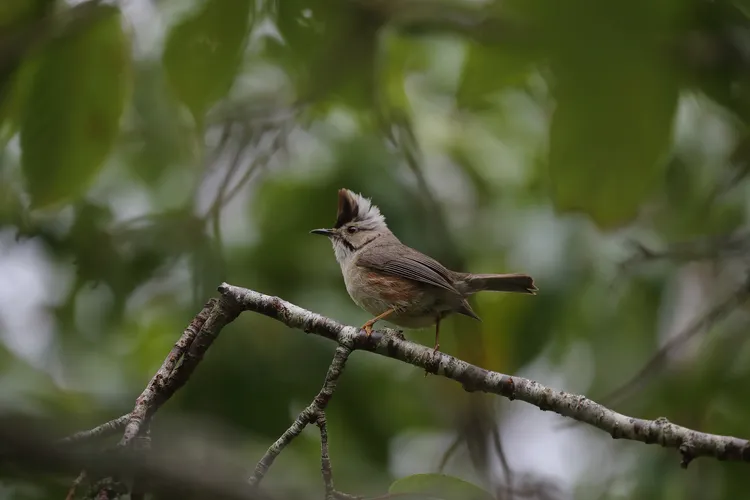 八仙山國家森林遊樂區冠羽畫眉。吳裕隆提供