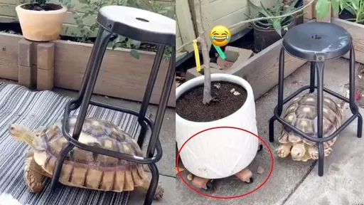 烏龜搬凳子太可愛 主人不用裝滾輪啦!