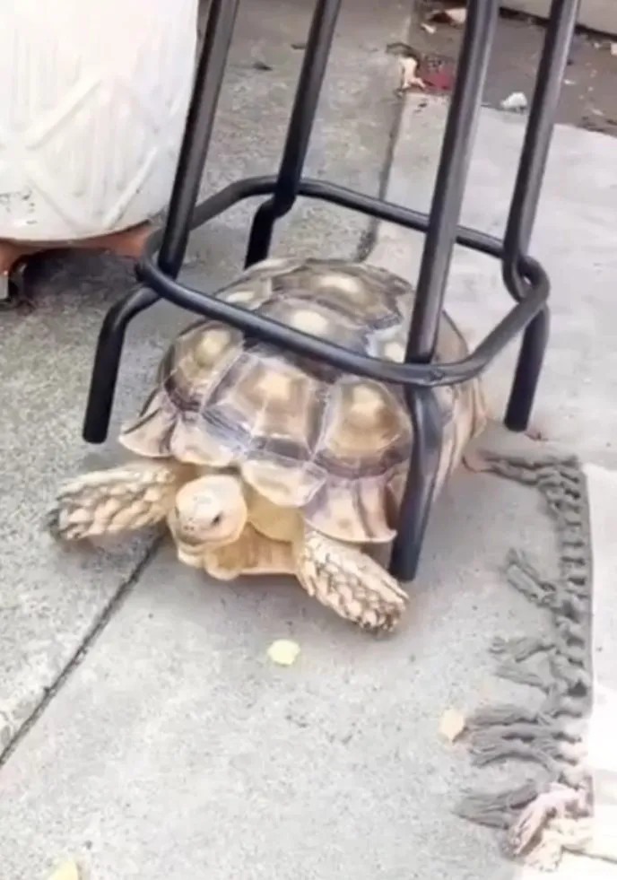 陸龜也能幫忙做家事。TikTok＠userio15tcnl1l提供