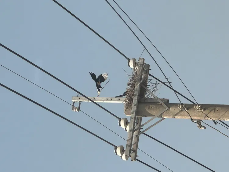 台電高雄區處橋巡課同仁在轄區的某支電線桿上，發現一對喜鵲夫婦，咬著樹枝在築巢。台電提供