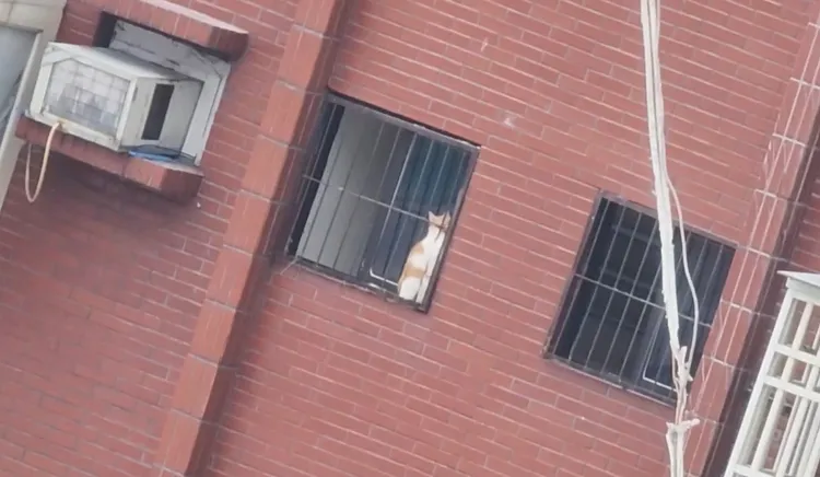 橘貓趴在窗戶邊。翻攝畫面