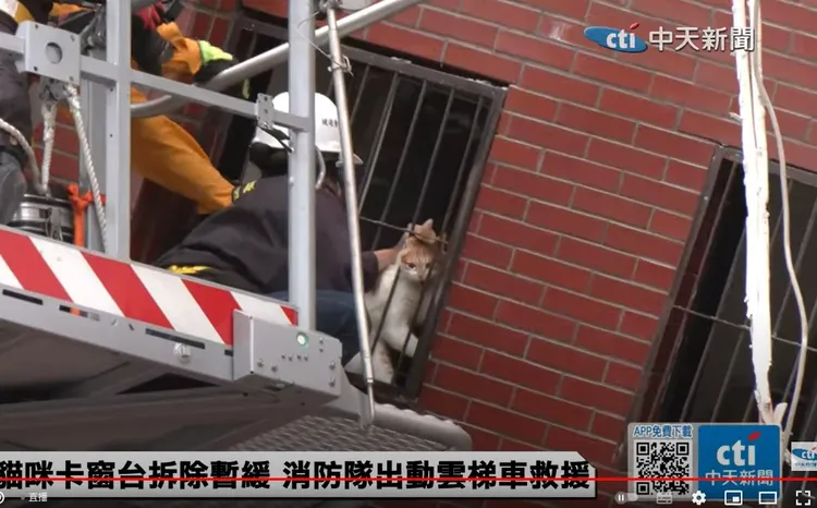 動植物防疫所人員與消防人員接觸橘貓。翻攝自中天電視Youtube頻道