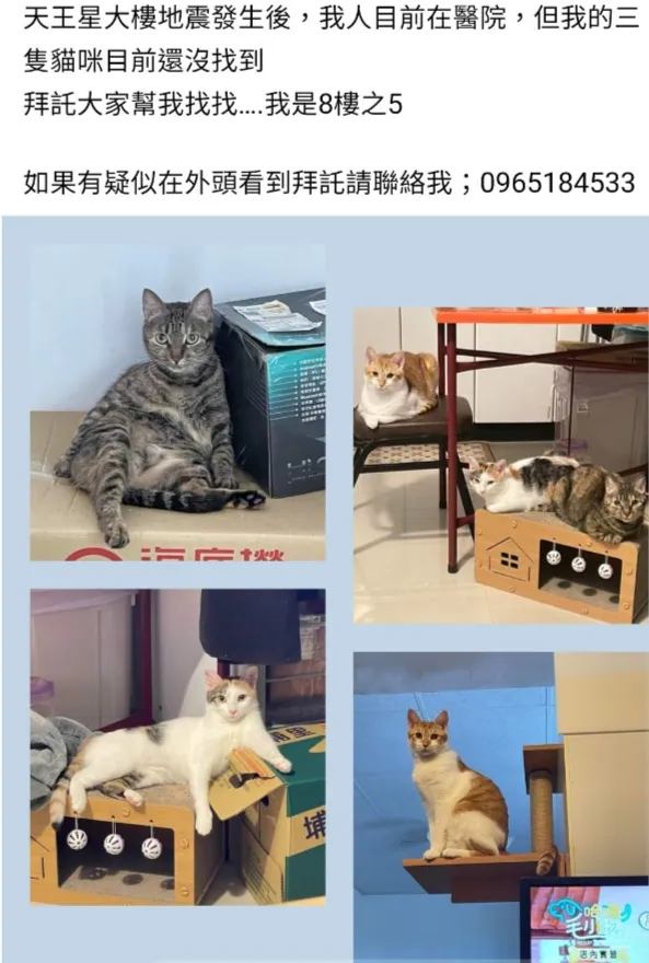 余小姐貼文協尋愛貓。翻攝自臉書花蓮人