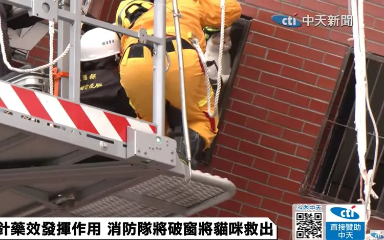 橘貓被救出。翻攝自中天電視Youtube頻道