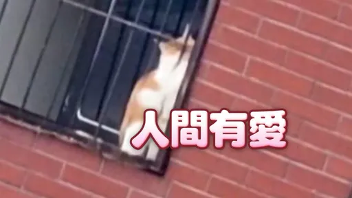 天王星8樓窗戶有橘貓!拆除暫停 雲梯車+2單位攜手破壞鐵窗救援成功