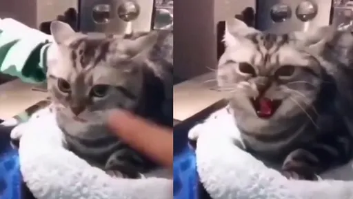 大搓特搓不要來！短毛貓被當搓搓樂　最後翻臉不爽了