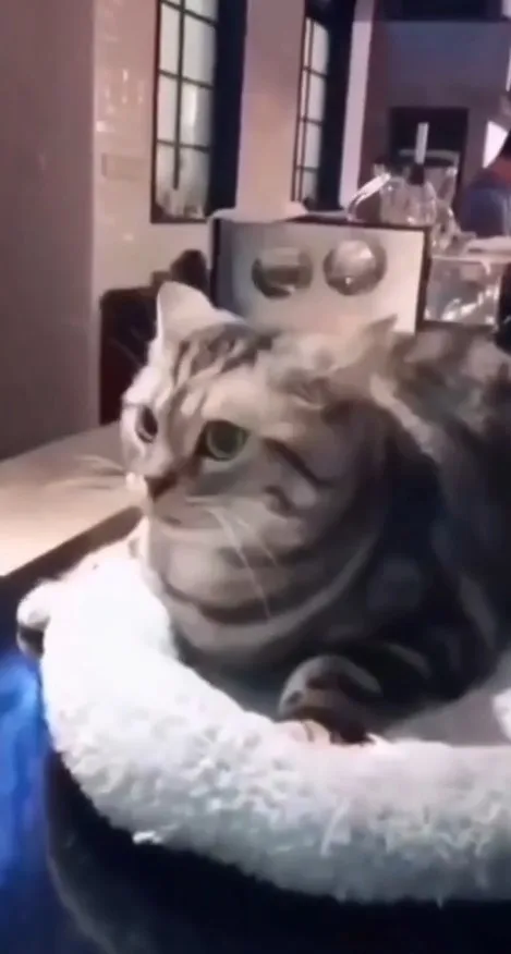 喵星人可愛模樣。IG @catlovers294 提供