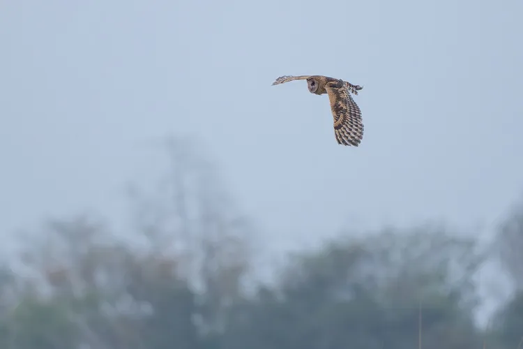草鴞幼鳥受困被收容，日前在鹽埔鄉河灘地進行野放。縣府提供