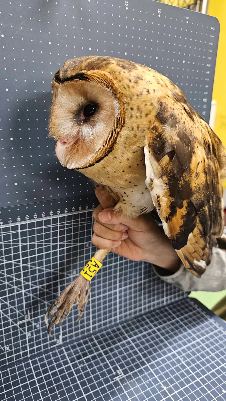 草鴞幼鳥受困被收容，日前在鹽埔鄉河灘地進行野放。縣府提供