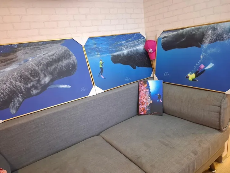 彈頭透過友人拍下跟抹香鯨共游的照片。翻攝彈頭臉書