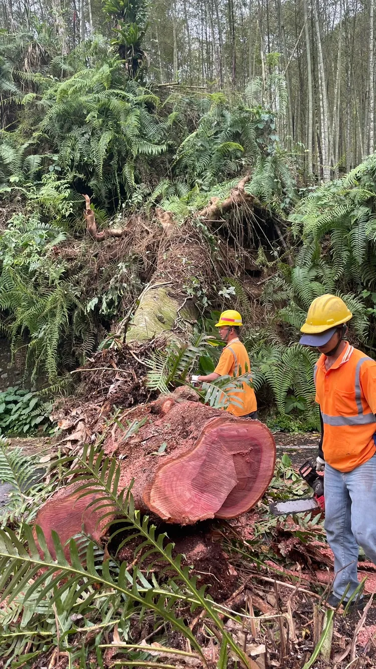 台電人員移除大樹。台電提供