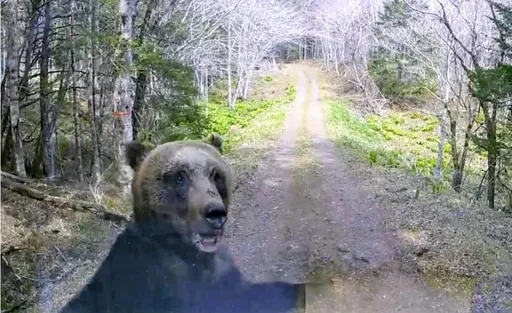 北海道看到小熊請快離開...　下秒母熊發狠衝上來