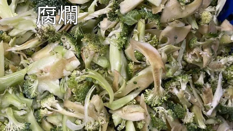 花椰菜品質堪憂。林燕祝提供