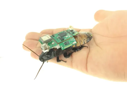 看到先別打!這種大蟑螂其實是來救災