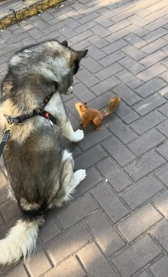 哈士奇和松鼠眼神互相對望。IG @cats_dog_earth 提供