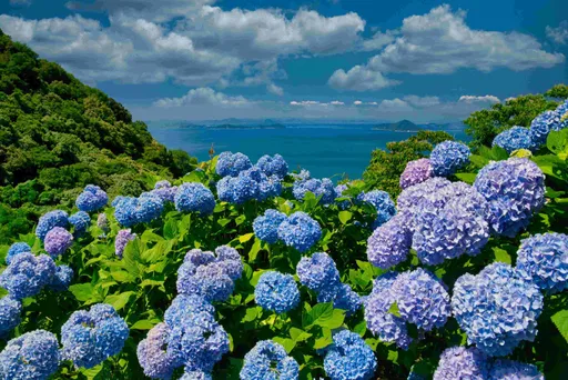 Booking.com盤點日韓台5大繡球花景點 嘉義夢幻歐式城堡映襯繡球花海