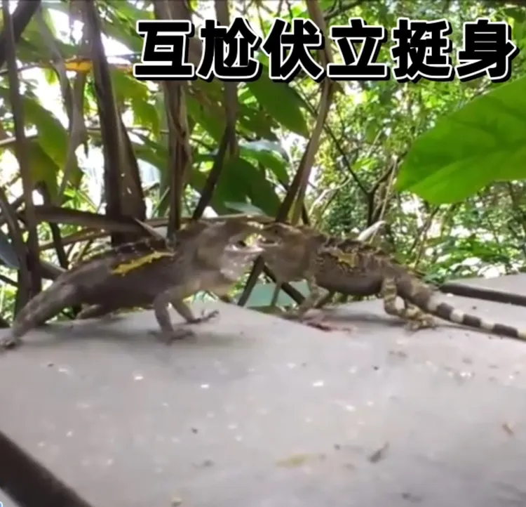 這是蜥蜴特有的「互尬」做伏地挺身模式嗎？。FB：Chung Claire 提供