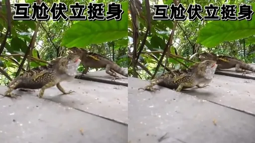 蜥蜴互尬「一下二上」 移形換位超有趣!