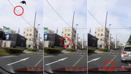 「烏鴉轟炸機」空中砸石攻擊紅色轎車　影片曝光震驚百萬網友