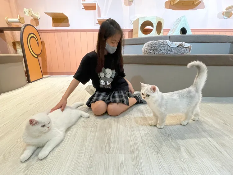 店內貓咪都相當親人、可愛。StellaH.攝