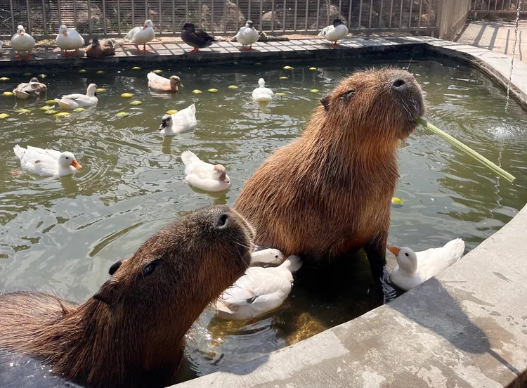 綠舞園區內進駐有超多萌寵。綠舞提供