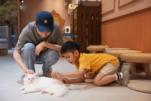 台北中山区超萌猫咪Café开箱 亲人小猫咪坐台任撸、陪玩