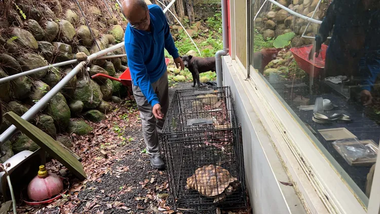 蘇卡達象龜誤闖農民菜園。新竹縣府提供