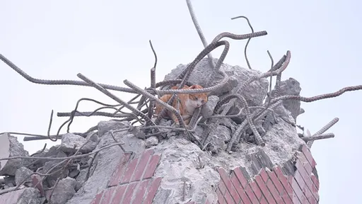 天王星大樓獲救橘貓「確認是康老師愛貓」 生命跡象穩定