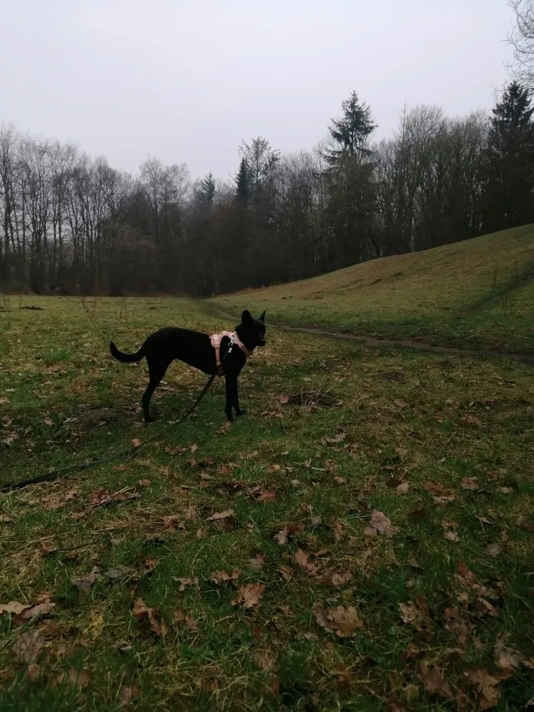 小黑開心的在德國的森林奔跑。動保處提供