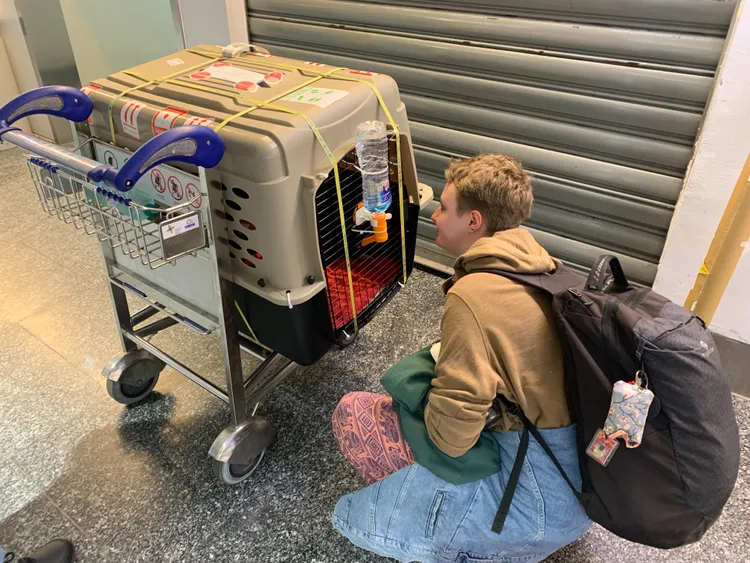 Lina安撫準備登機的小黑，讓牠不要緊張。動保處提供