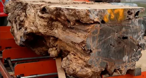 澳男發現罕見松木 經濟價值破7位數