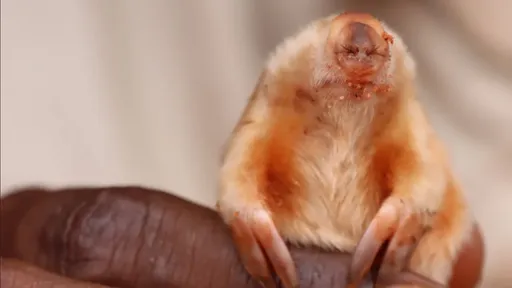 潛藏沙地的眼盲探險家! 神奇地底生物天生耐缺氧