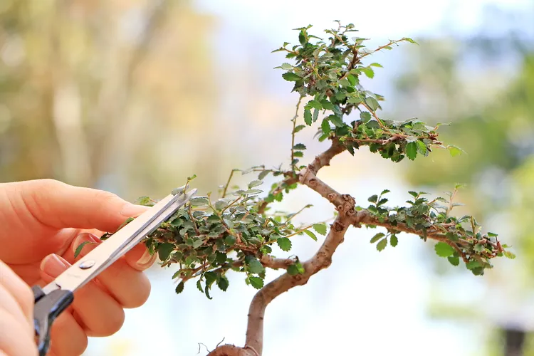 正念植修課程，以修剪植栽的過程引導幫助賓客培養正念、剪去心中雜蕪。業者提供