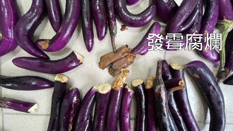 議員出示照片質疑茄子發霉腐爛，仍被做成營養午餐吃下肚。資料畫面
