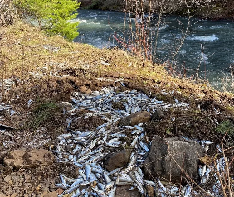 魚槽車翻覆。NPR