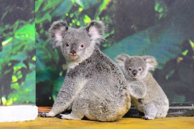無尾熊「芙蓉」與媽媽Tiwi(左)。北市動物園提供