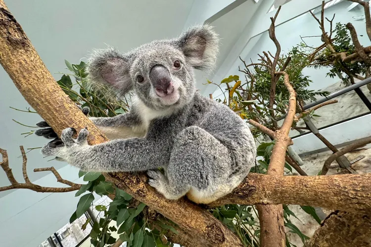 無尾熊「芙蓉」的親代是來自澳洲的Flynn(父)及Tiwi(母)。北市動物園提供