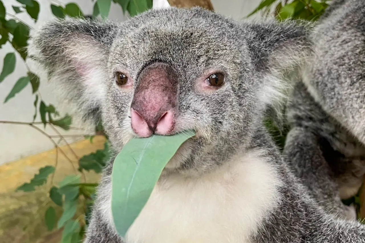 無尾熊「芙蓉」臉圓圓、粉紅鼻、粉紅眼眶。北市動物園提供