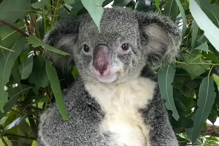 從族群管理的角度來看「芙蓉」的後代對於維持園區無尾熊族群的基因多樣性將有相當大。北市動物園提供