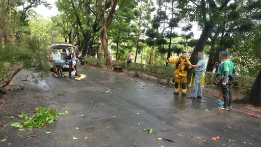 高雄澄清湖相思樹倒下 砸死無辜路人!緊急封園一周