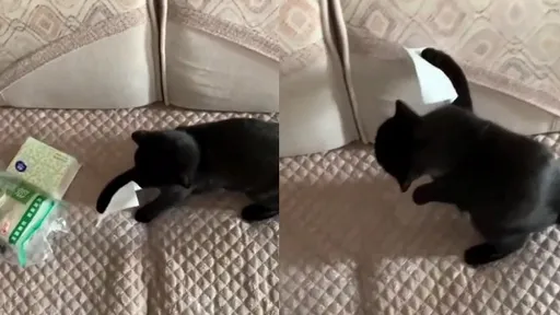 喵皇手手黏衛生紙!高速甩手怎麼甩都甩不掉