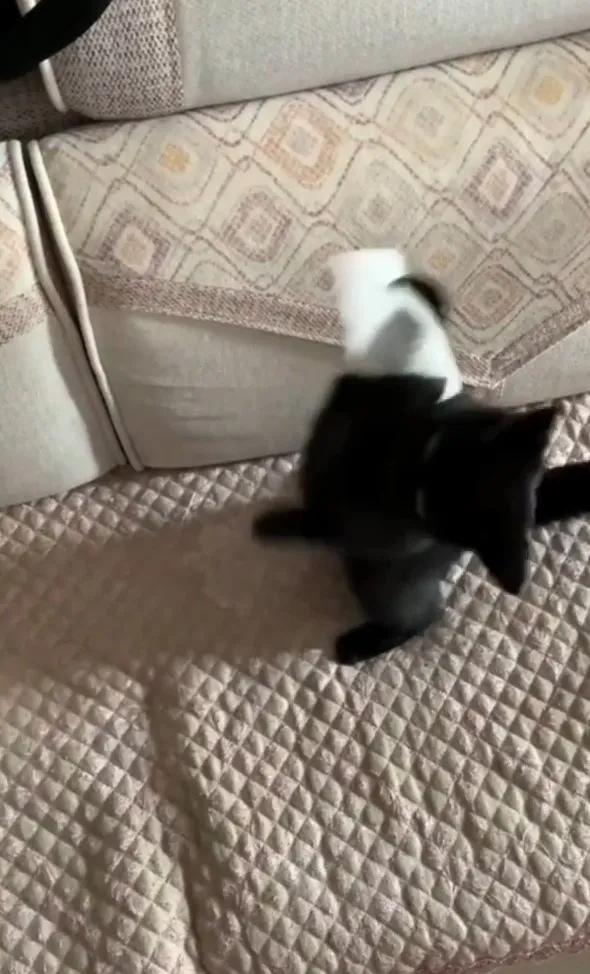 藍貓為了甩掉腳上衛生紙，竟後空翻。IG @catlovers294 提供