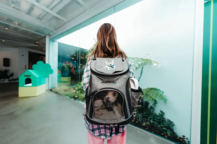 4月27日《吉犬昇天日》民眾可將狗狗置於背包或提袋，臉及四肢不外露入館參觀。高美館提供