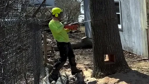 鋸木先開這個洞「完美控場」 樹倒瞬間百萬人驚讚專業神技