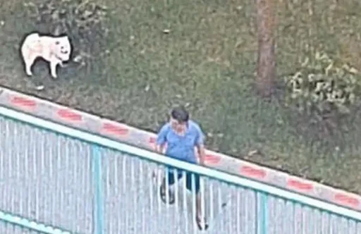 我家狗狗很乖的！阿伯多次溜狗不牽繩　法官：飼主先罰7.2萬再犯坐牢