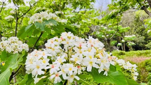 《好客竹縣》春季賞花攻略! 漫遊竹縣、踏尋繽紛花海美景