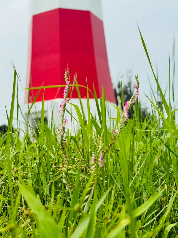 燈塔兩側圍籬處規劃為「綬草生長區」 向民眾宣導其珍稀與美麗。業者提供