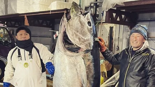 「日本第一鮪」上億日圓賣出!他「感念媽祖」捐給花蓮災區