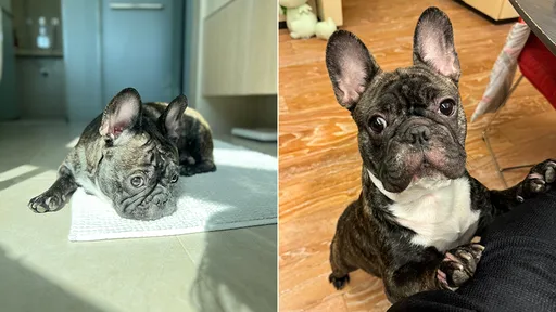 連勝文被家中新成員改變生活 「太太對牠比對我有耐心」