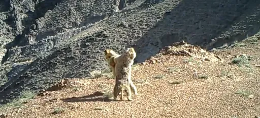 土撥鼠是舞林高手？「探頭跳恰恰」影片瘋傳　真相曝光笑翻網友